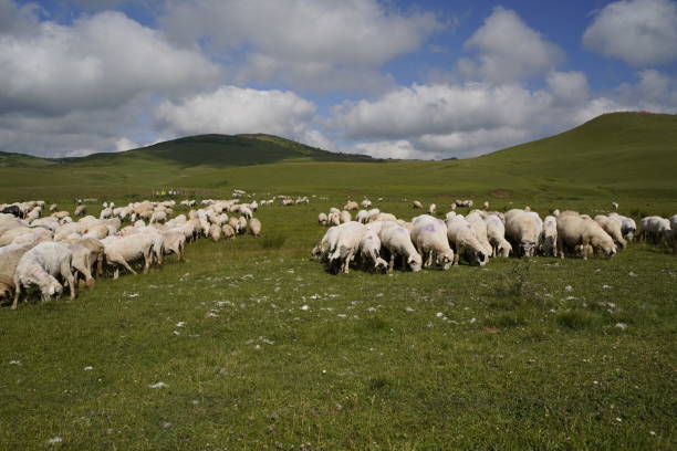 istock sheep on the plateau in summer 1572576648