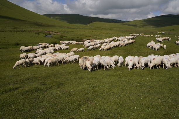 istock sheeps in nature, beautiful plateau 1572576831