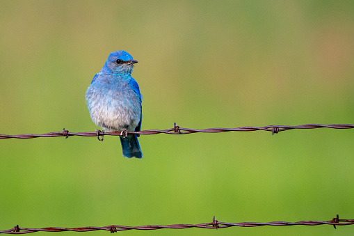 Male mountain bluebird perched on a barbed wire fence