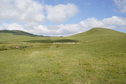 sheeps in nature, beautiful plateau