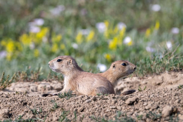 istock Two heads are better than one 1572590281