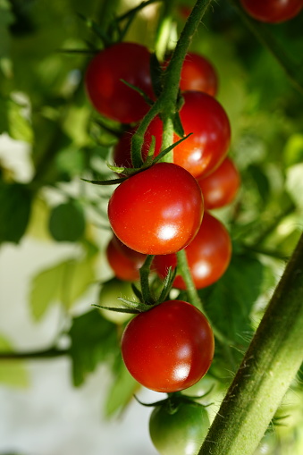 Cherry tomatoes on a branch. Tomatoes on a bush. Small ripe cherry tomatoes. Red cherry tomatoes on a branch. Cherry tomatoes on a branch of varying degrees of maturity.