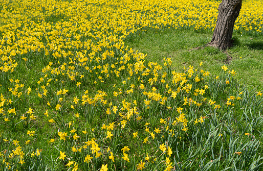 Many Daffodils Flowers, Yellow Narcissus Field, Early Spring Flowers on a City Flower Bed