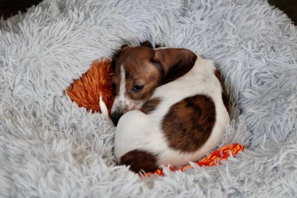 istock Doxie Puppy 1572596669