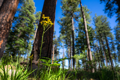 Yellow Forest wildflower grows amongst towering ponderosa pines in See Canyon below the Mogollon Rim