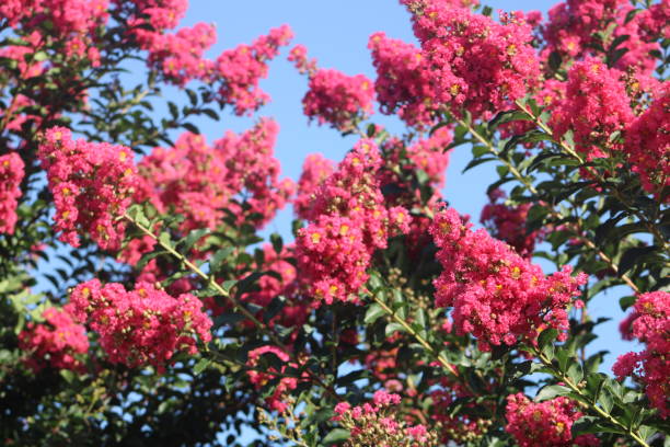 istock Crepe Myrtle Flowers 1572614327