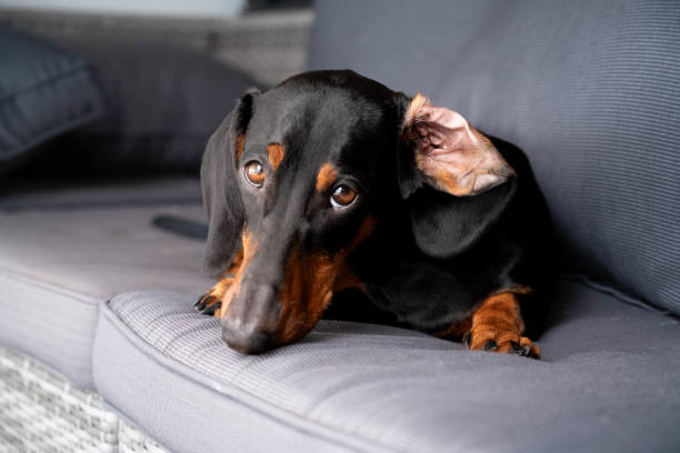 istock Dachshund puppy 1572619747