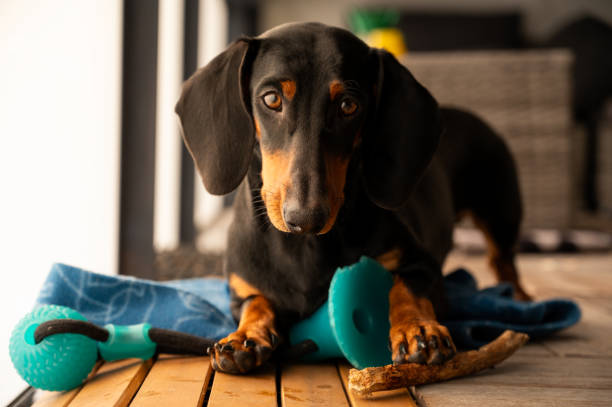 istock Dachshund puppy 1572619754