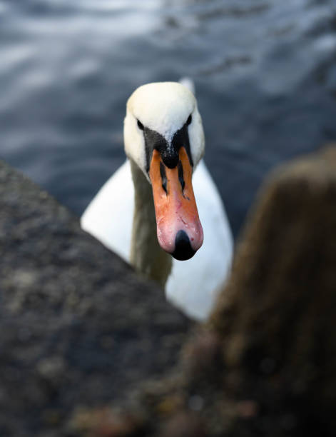 istock Swan photography 1572621974