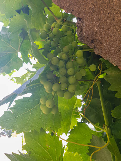 istock Unripe Grapes Hanging on the Vine 1572623130