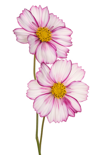Studio Shot of Magenta Colored Cosmos Flowers Isolated on White Background. Large Depth of Field (DOF). Macro. Close-up.