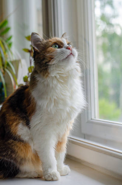 istock Calico cat Fiona 1572626908