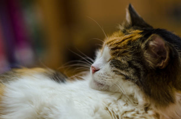 Calico cat napping at home