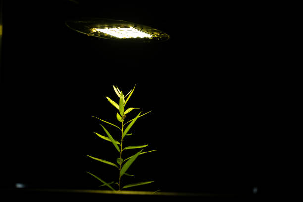 Leaves of green wood against bokeh of street traffic lights at night.