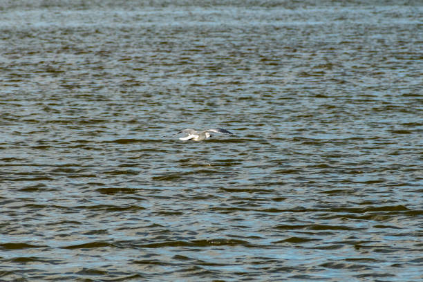 istock A seagull  flying over the Rappahannock River 1572632181