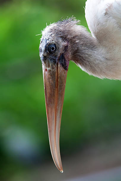 Pelican closeup of a white pelican with a droplet of water at the tip of a very long beak. white pelican animal behavior north america usa stock pictures, royalty-free photos & images