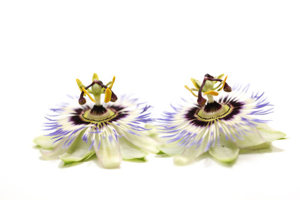 Passion fruit flower