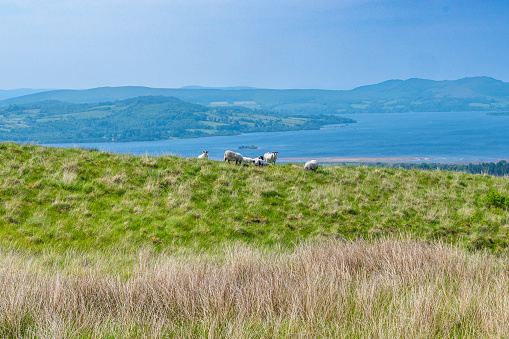 Sheep in Pasture Above Loch Lomond from the West Highland Way trail.