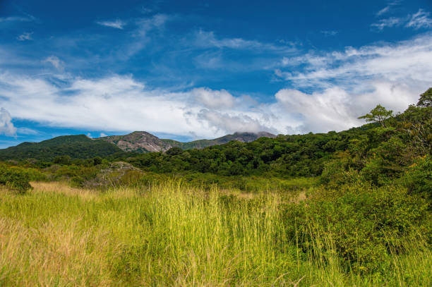 istock Lush Forest, Mountains and Grassy Plains 1572659299