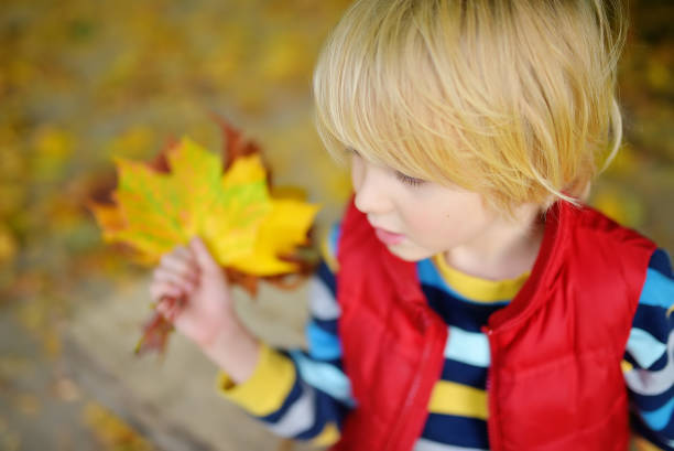 Little boy having fun during stroll in the forest at sunny autumn day. Child playing maple leaves. Active family time on nature. Hiking with little kids. Leaves rustle.