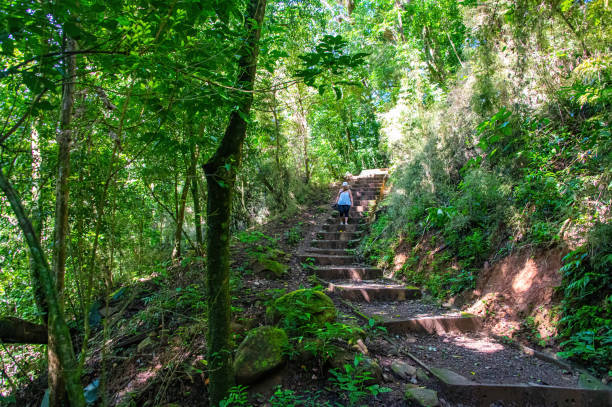 Stairs in a Forest in Costa Rica