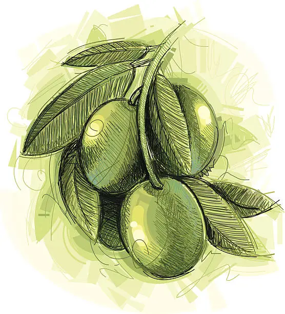 Vector illustration of Fresh Olives