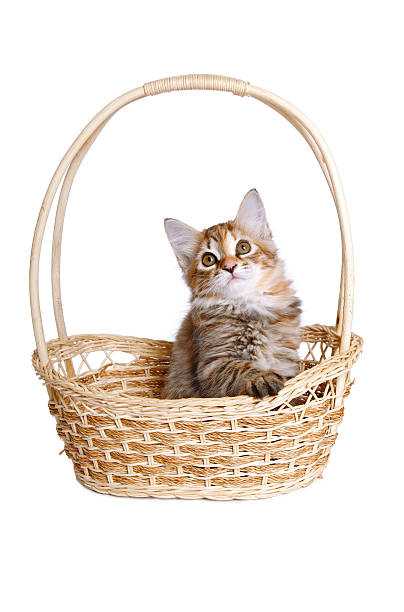 Piccolo gattino nel cestino di paglia. - foto stock