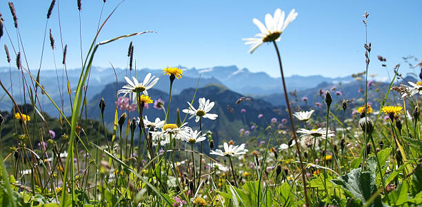 ballade natura en suisse - ballad foto e immagini stock