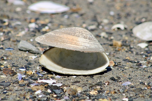 A clam with its shell open in the sand at the beach in Peaks Island, Maine.