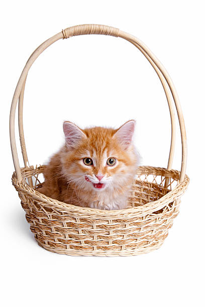 Pequeno um gatinho em palha cesta. - foto de acervo