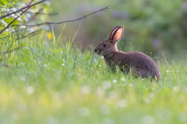 snowshoe hare (Lepus americanus) stressed by mosquitoes and ticks