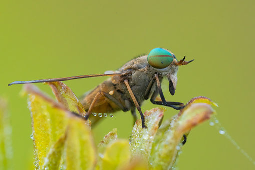 Tabanus nigrovittatus, also known as the greenhead horse fly, salt marsh greenhead, or simply the greenhead fly, greenhead or greenfly