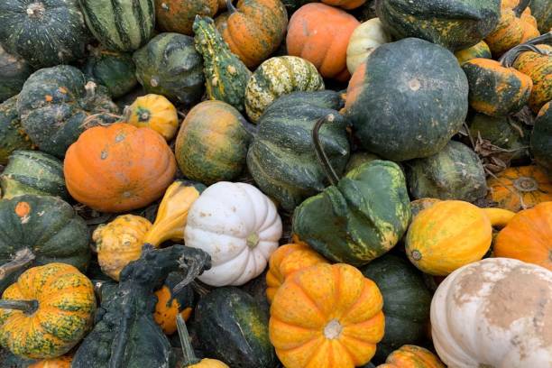 istock Pumpkins and Gourds 1572711580