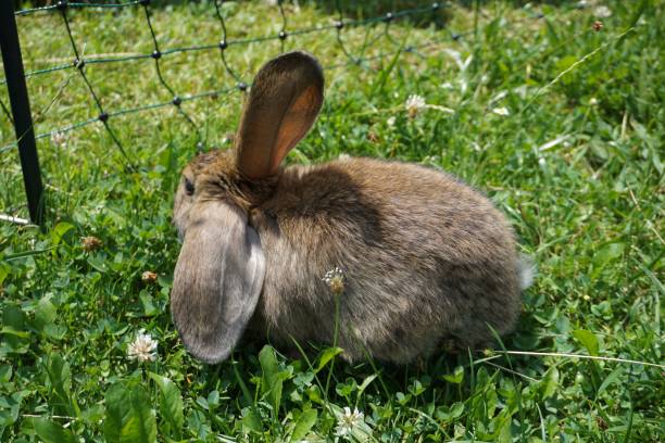 istock A little brown rabbit on the grass. A cute rabbit is nibbling grass. Rabbit on the grass. 1572725560