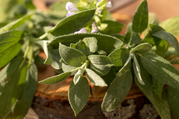 istock Salvia officinalis, common sage, culinary herb on wooden table. 1572726068