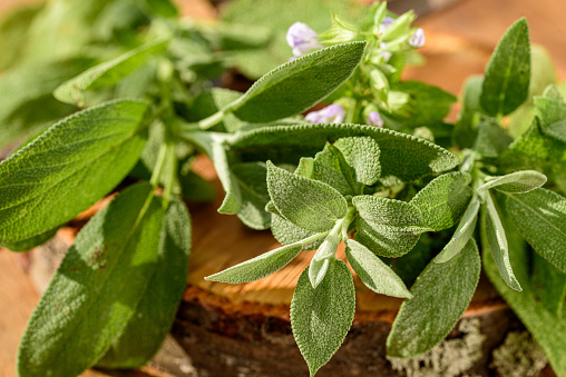 Salvia officinalis, common sage, a small evergreen subshrub with flowers used as a culinary herb. Salvia on wooden disc.