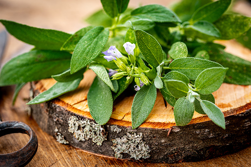 Salvia officinalis, common sage, a small evergreen subshrub with flowers used as a culinary herb. Salvia on wooden disc.