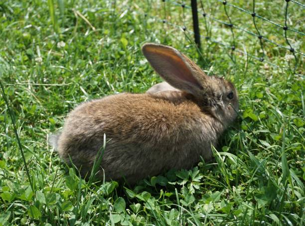 istock A little brown rabbit on the grass. A cute rabbit is nibbling grass. Rabbit on the grass. 1572726086