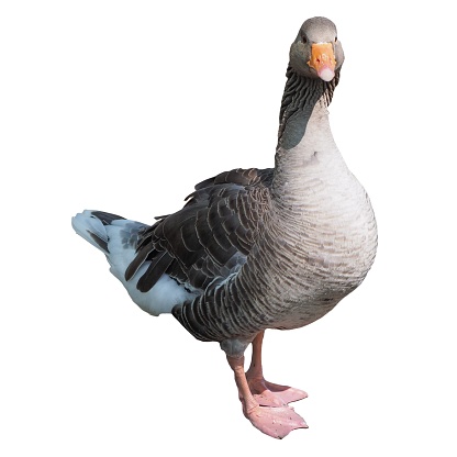 Toulouse goose bird isolated over white background