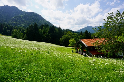 View of a small village in Bavaria in summer. Cute houses in Bavaria in summer. A small village in Ruhpolding in summer on a sunny day. A typical cute village in Bavaria surrounded by greenery.