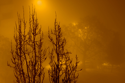 Silhouette of trees against street lights on an extremely foggy night. Strong yellow tint from the sodium vapor lights.