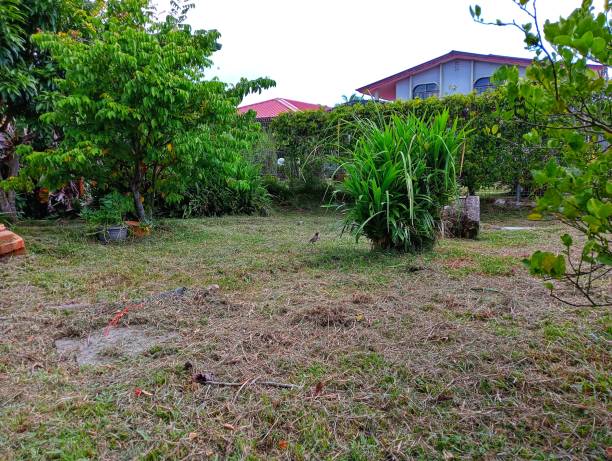 istock ground yard, garden, pandanus tree, behind house 1572773153