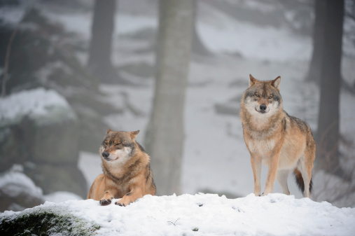 two european grey wolves in the national park bavarian forest.