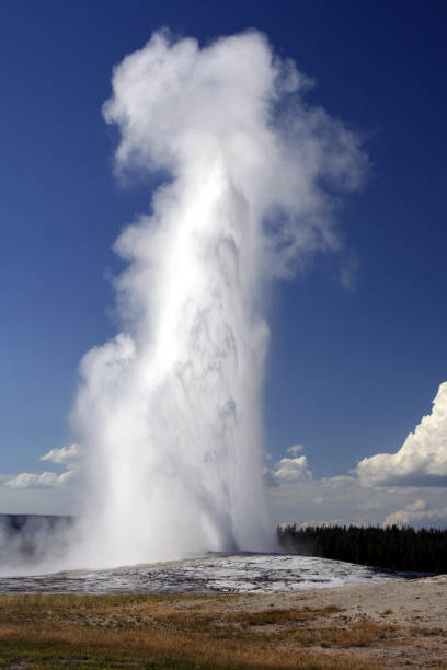 Old Faithful Geyser erupting. Upper Geyser Basin, Yellowstone National Park, Wyoming, USA.
