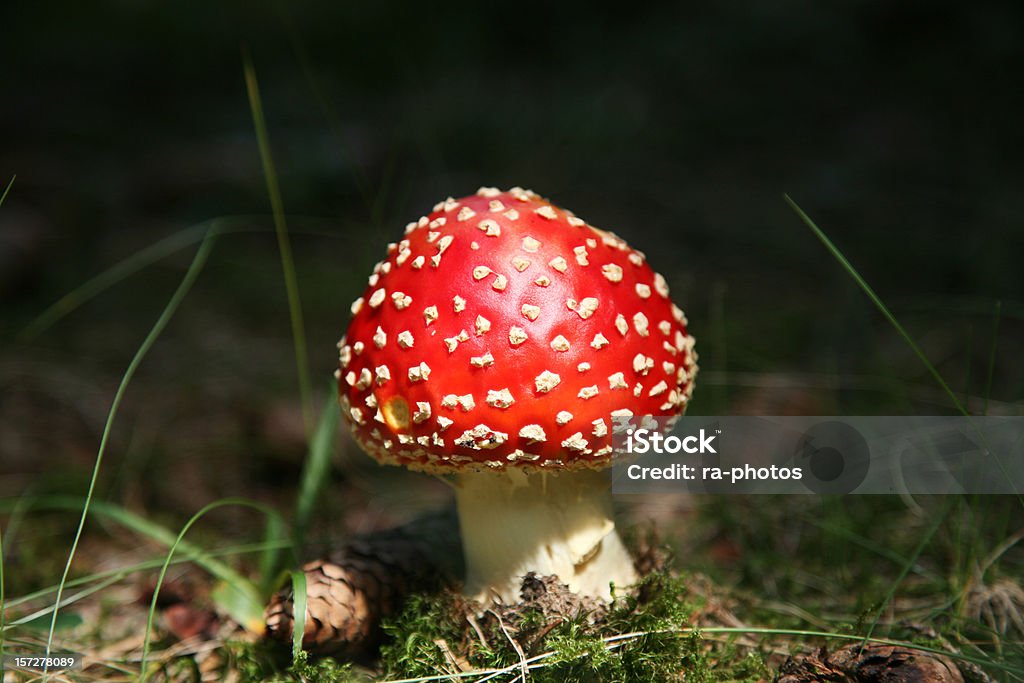 Fly chiomato - Foto stock royalty-free di Autunno