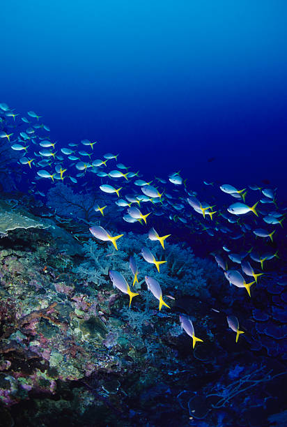 School Of Neon Blue Fusiliers Beautiful blue and yellow finned fusiliers. Caseo cuning yellowback fusilier stock pictures, royalty-free photos & images