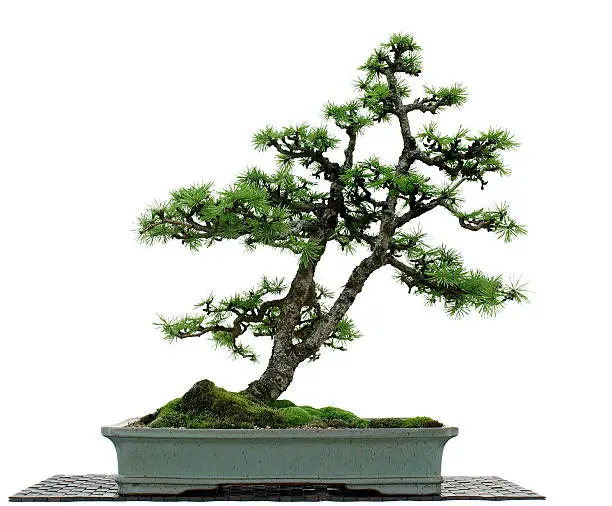 Photo of Larch Bonsai on White