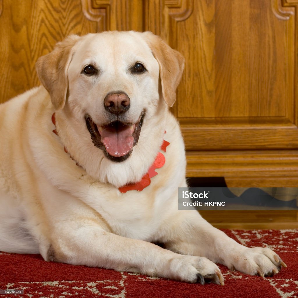 Big, Old, Happy, Yellow Labrador Retriever  Animal Stock Photo