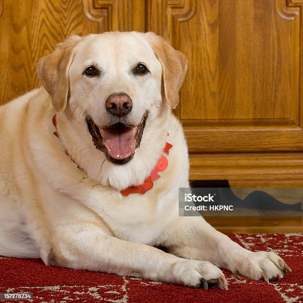 Big Old Happy Yellow Labrador Retriever Stock Photo - Download Image Now - Animal, Canine - Animal, Carpet - Decor