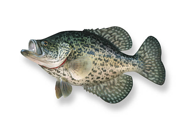 380+ Crappie Fish Stock Photos, Pictures & Royalty-Free Images